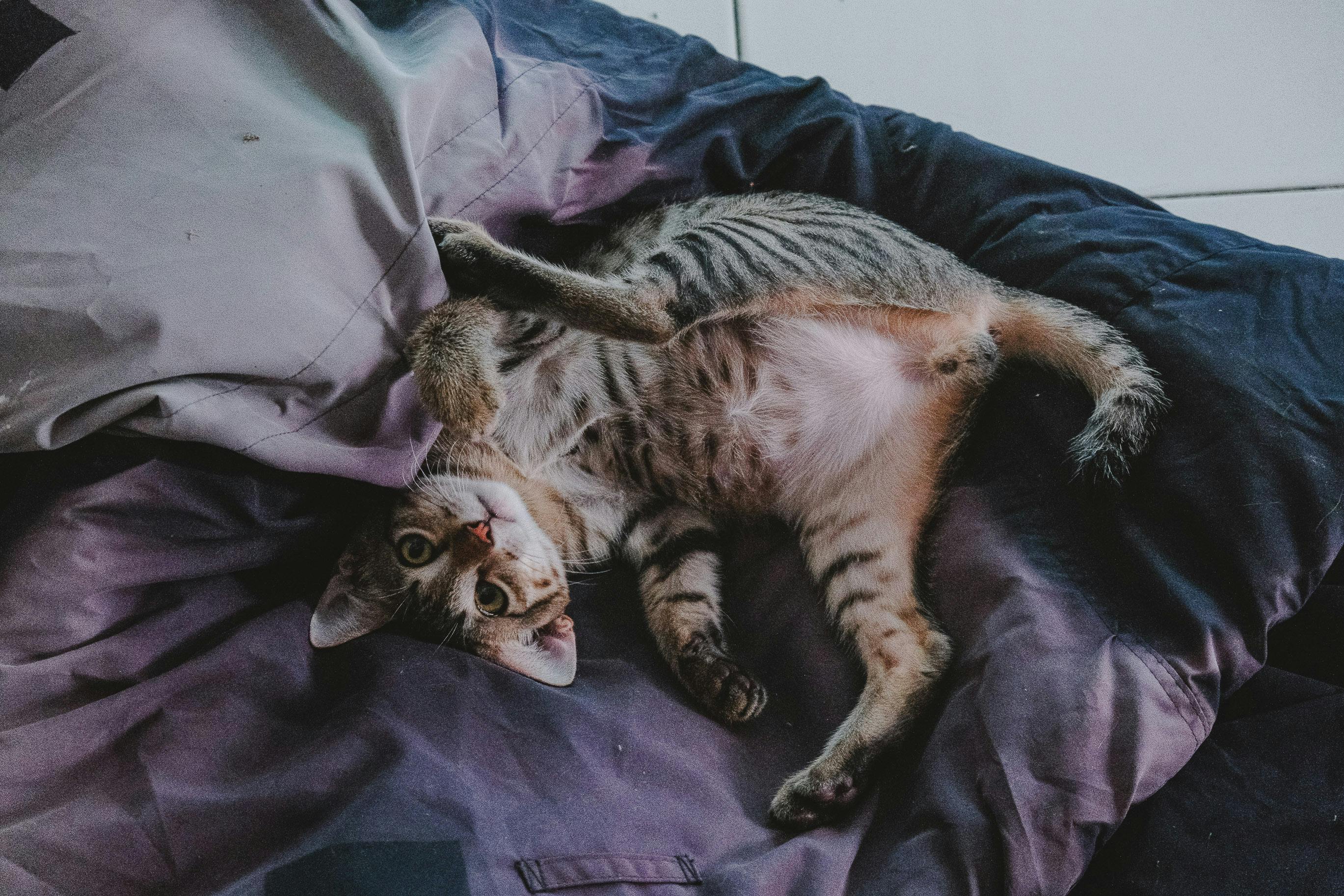 Adoption responsable en Tunisie : éviter l’abandon des animaux de compagnie