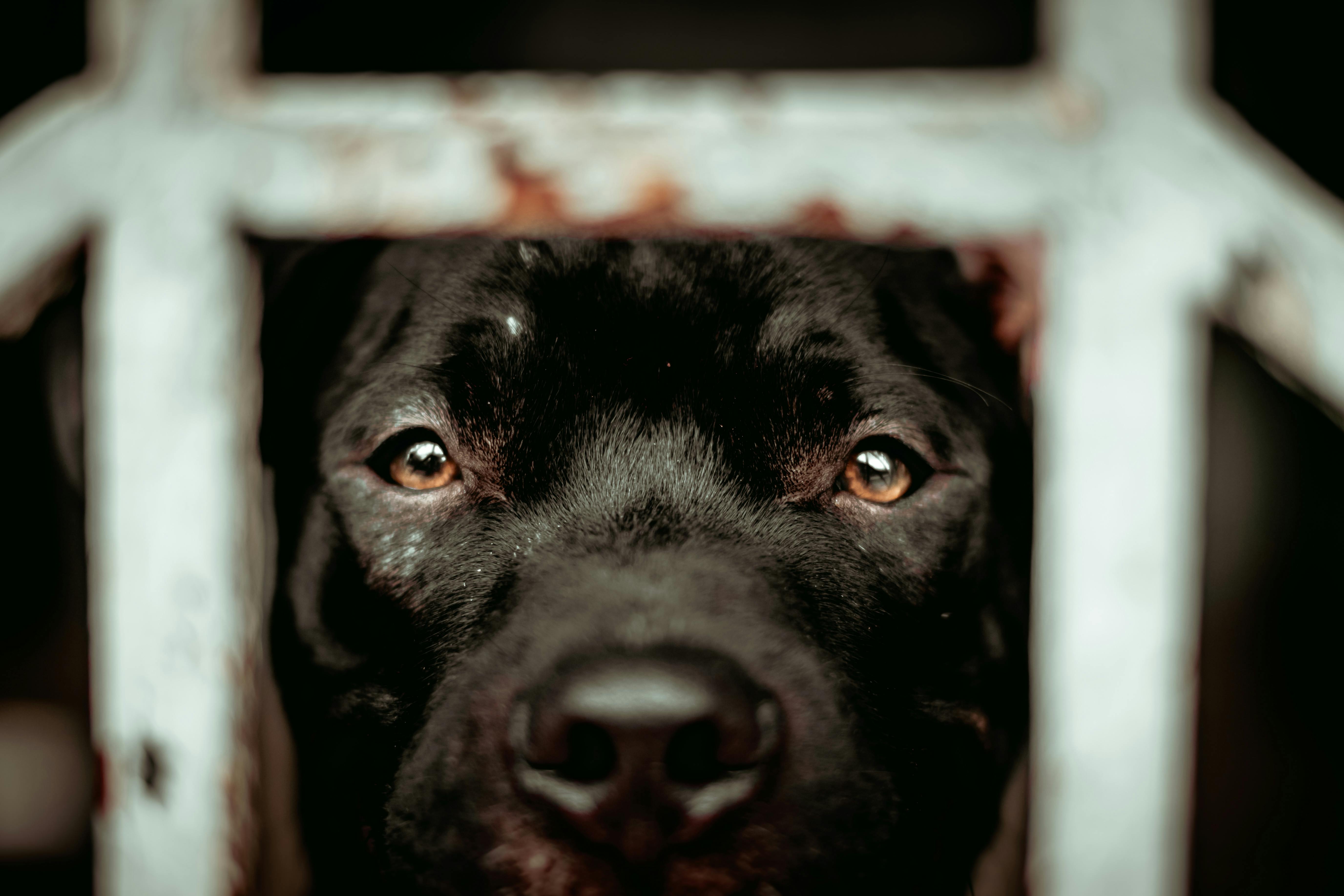 Adoption responsable en Tunisie : éviter l’abandon des animaux de compagnie