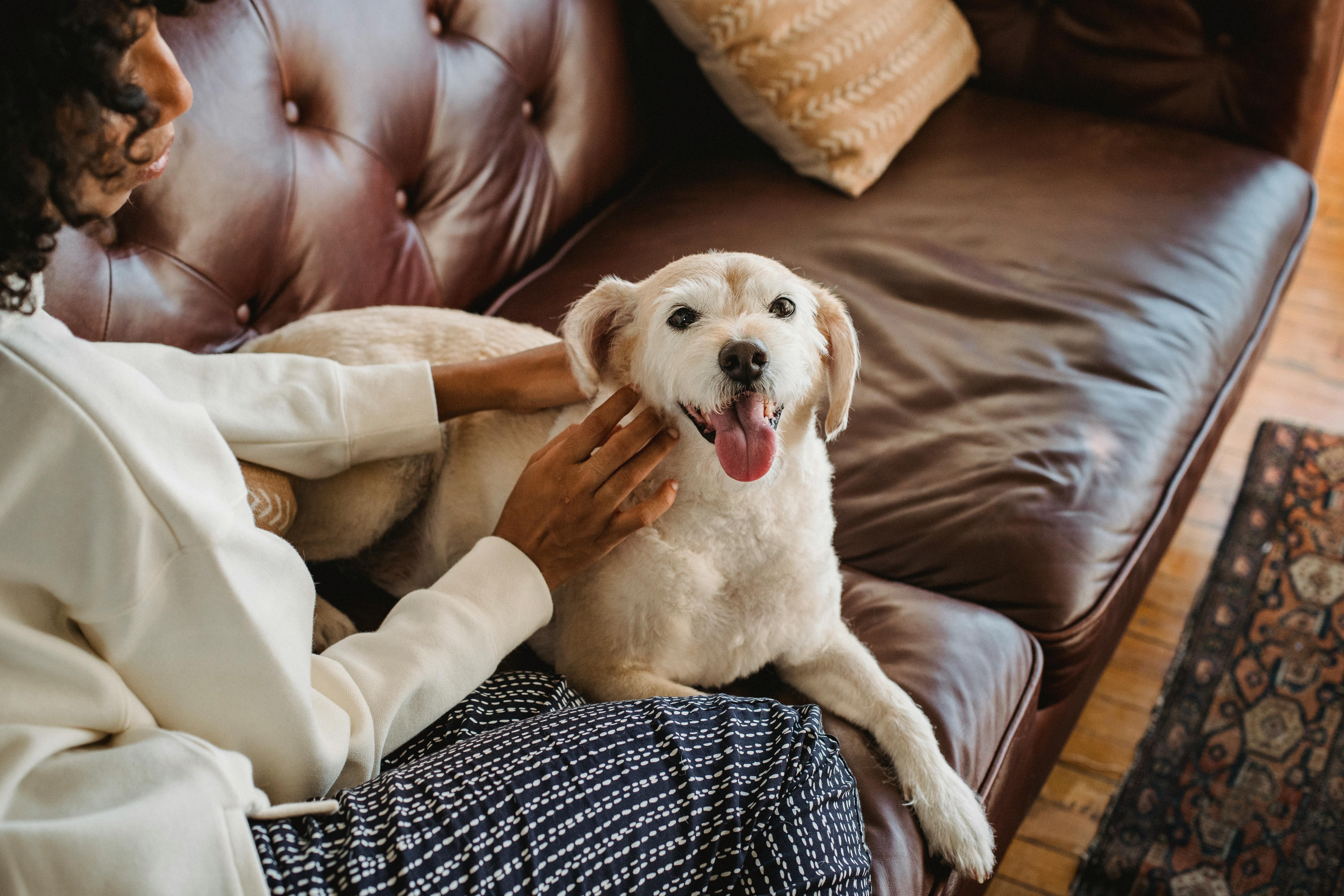 Adoption responsable en Tunisie : éviter l’abandon des animaux de compagnie